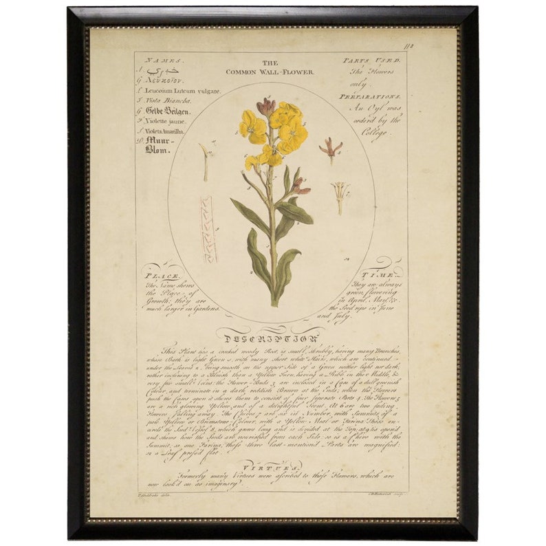Common Wall Flower Vintage Botanical Study Print in Black Beaded Frame