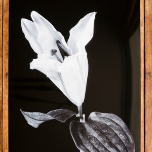 Lys unique en monochrome - Impression A3 Giclée non montée.