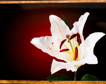 Lily in Colour - A3 Giclée Print - Un-Mounted