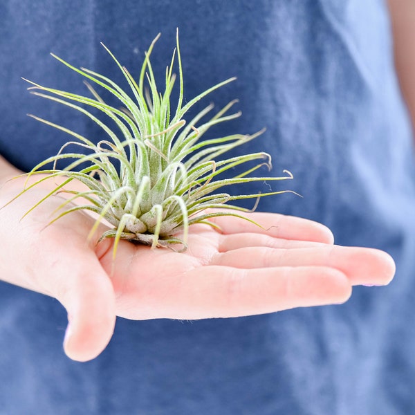 Air Plant Dinosaur Etsy