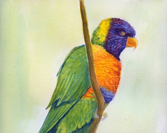 Lorikeet