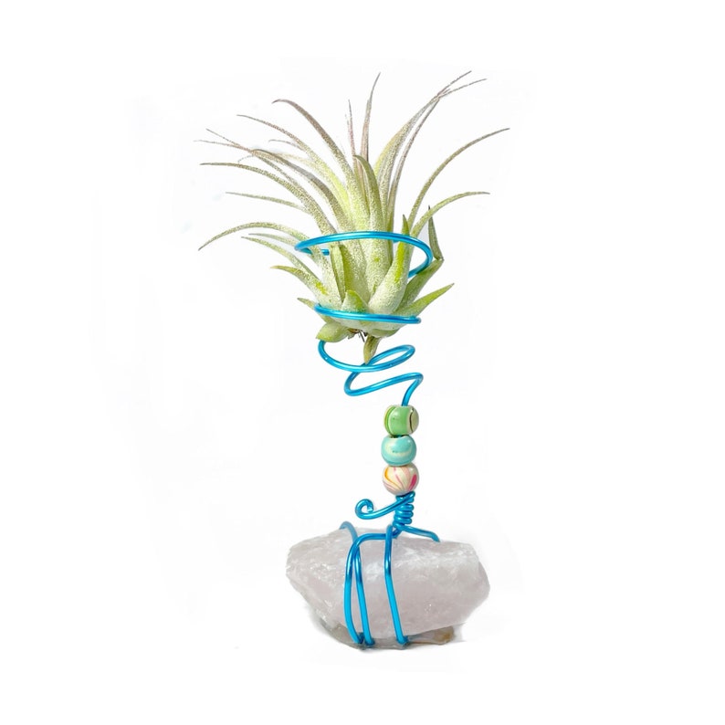 Air Plant Holder Plant Holder Air Plant Holder Desk Top Etsy