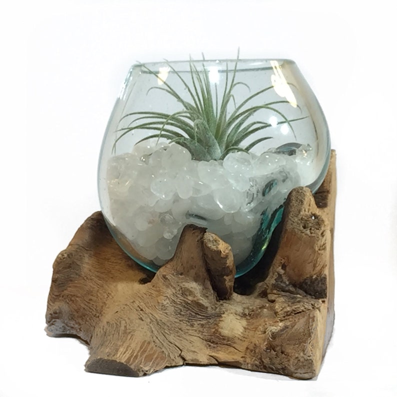 Air Plant Terrarium Molten Glass Driftwood Vase Clear Quartz Etsy UK