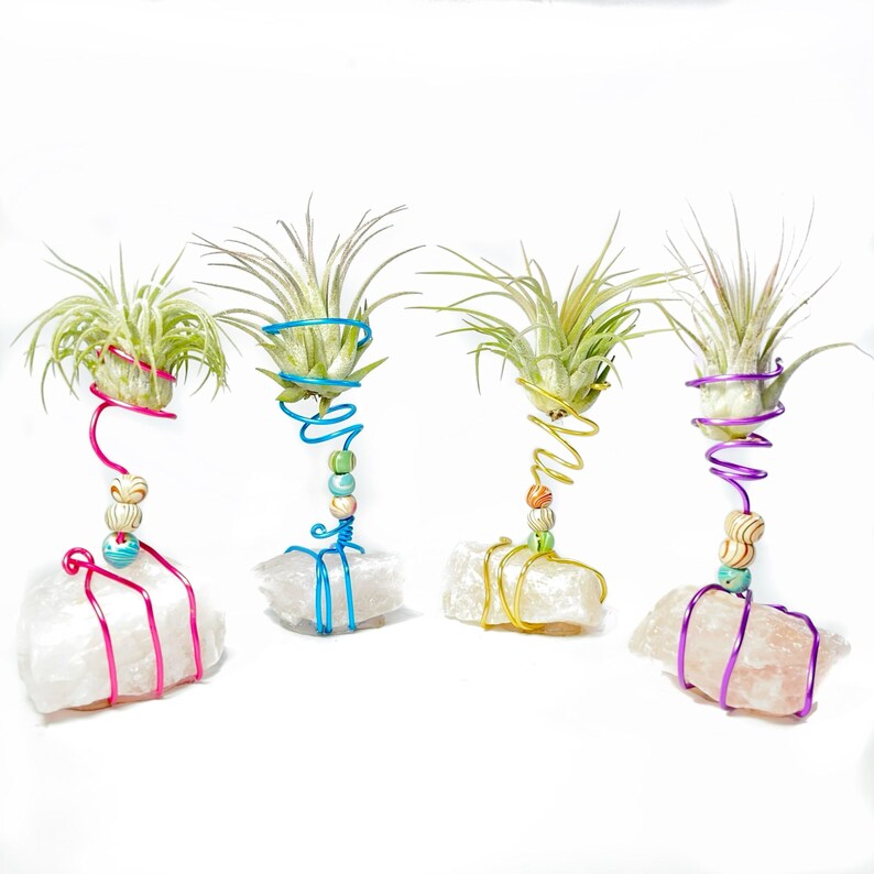 Air Plant Holder Plant Holder Air Plant Holder Desk Top Etsy