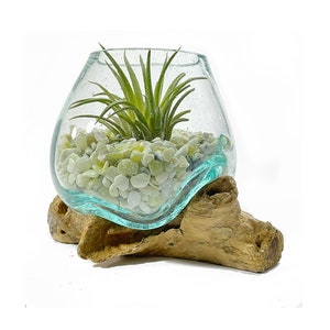 Air Plant Terrarium Molten Glass Driftwood Vase – Jade Bean Stones Healing Chakra Gemstones 5in - The Lucky Charm