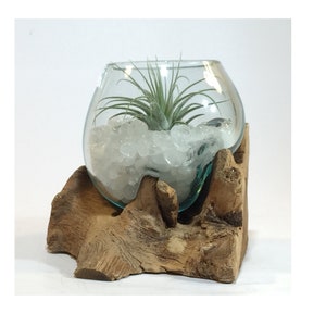 Air Plant Terrarium Molten Glass Driftwood Vase – Clear Quartz Crystal Healing Chakra Gemstones 5in x 4in- Crystal Clarity, Manifestation