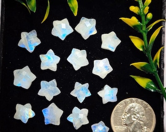May include: A collection of thirteen small, star-shaped moonstone carvings with iridescent blue flashes. The stones are arranged on a black surface next to a United States quarter coin for scale, accompanied by a green and yellow plastic plant sprig.