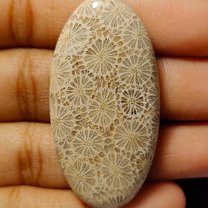 May include: A fossilized coral cabochon with a white and brown colour pattern. The coral has a smooth, polished surface and a unique, intricate design.