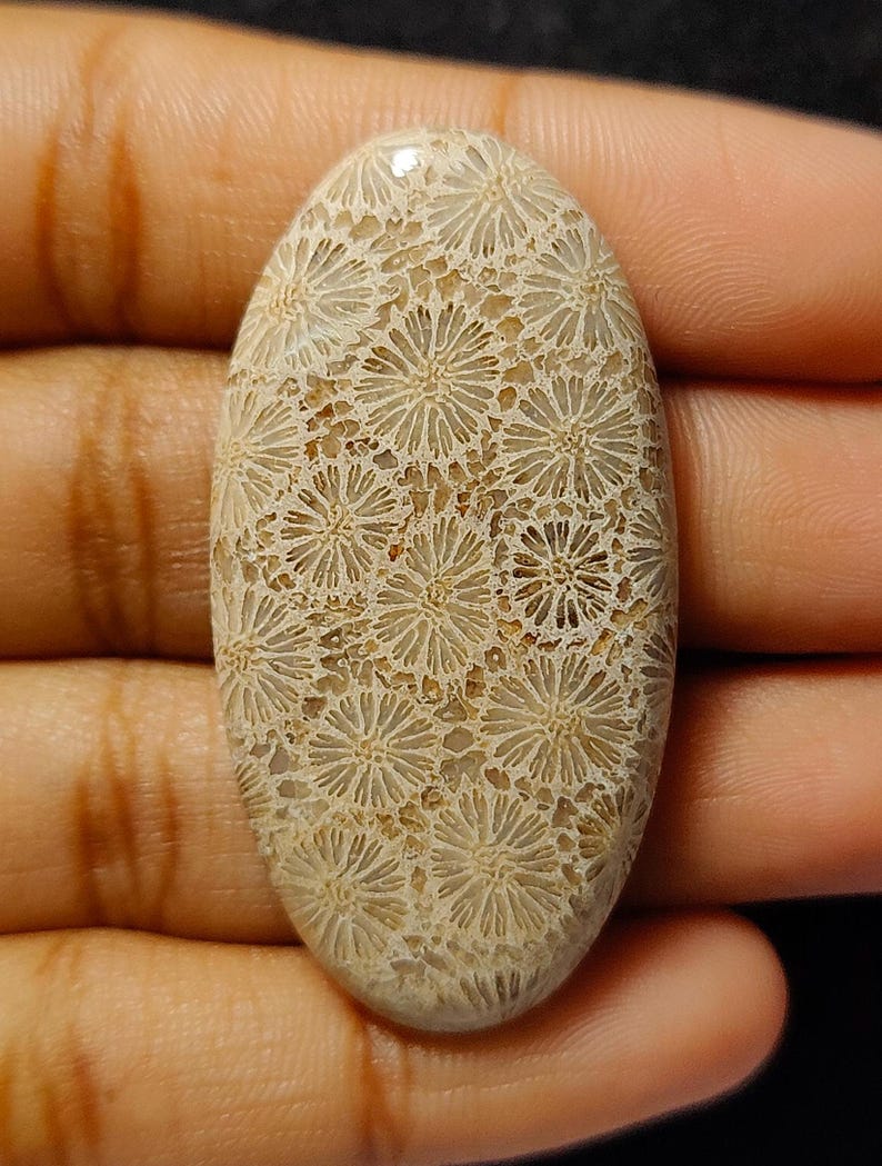 May include: A fossilized coral cabochon with a white and brown colour pattern. The coral has a smooth, polished surface and a unique, intricate design.