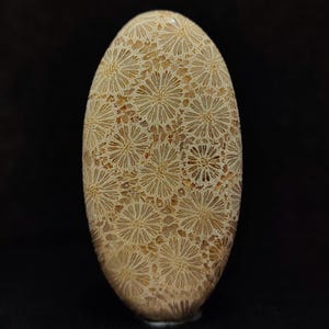 May include: A polished oval-shaped stone with a beige and brown floral pattern. The stone has a smooth, polished surface and a natural, organic look.