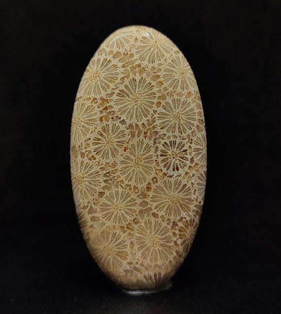 Natural Fossil Coral Cabochon Oval Shape Flower Pattern Top Quality Fossil Loose Gemstone For Jewelry Making