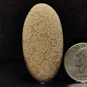 May include: A polished, oval-shaped fossilized coral with a beige and brown colour. The coral has a unique pattern of small, flower-like shapes.