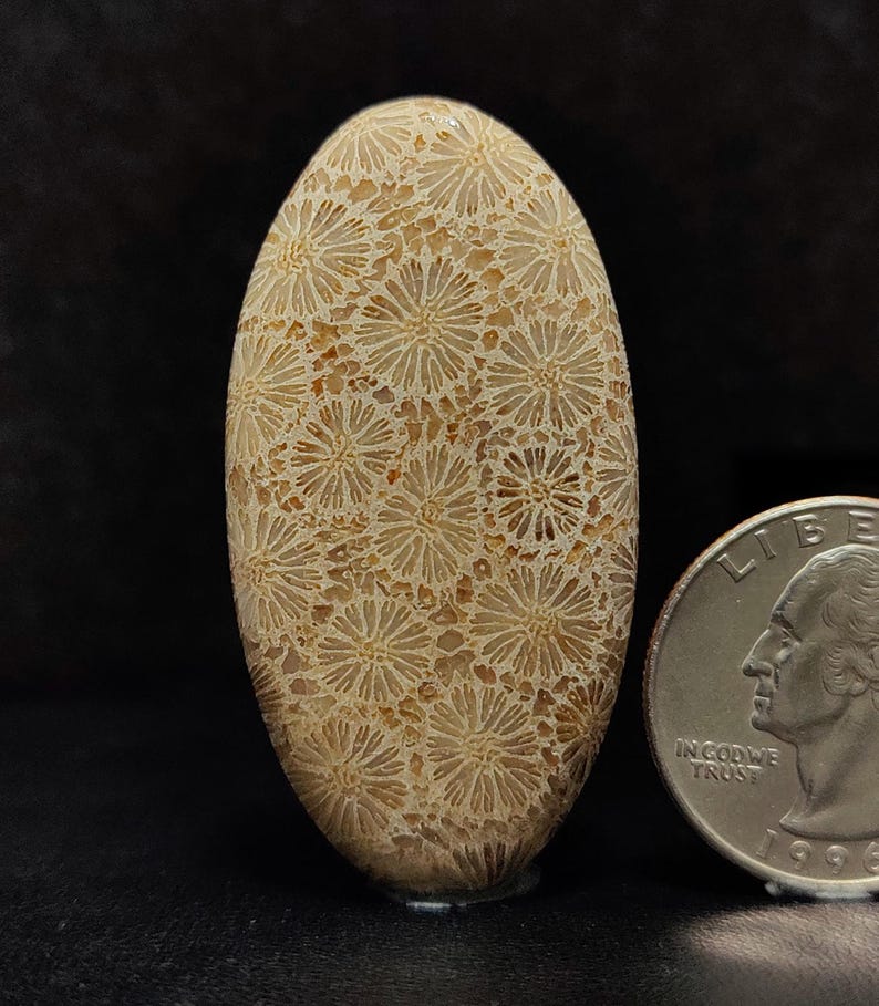 May include: A polished, oval-shaped fossilized coral with a beige and brown colour. The coral has a unique pattern of small, flower-like shapes.