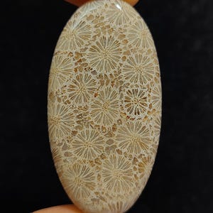 May include: A light brown oval cabochon gemstone with a fossilized coral pattern. The coral pattern is a repeating design of small white flowers.