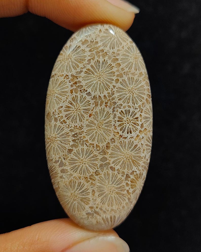 May include: A light brown oval cabochon gemstone with a fossilized coral pattern. The coral pattern is a repeating design of small white flowers.