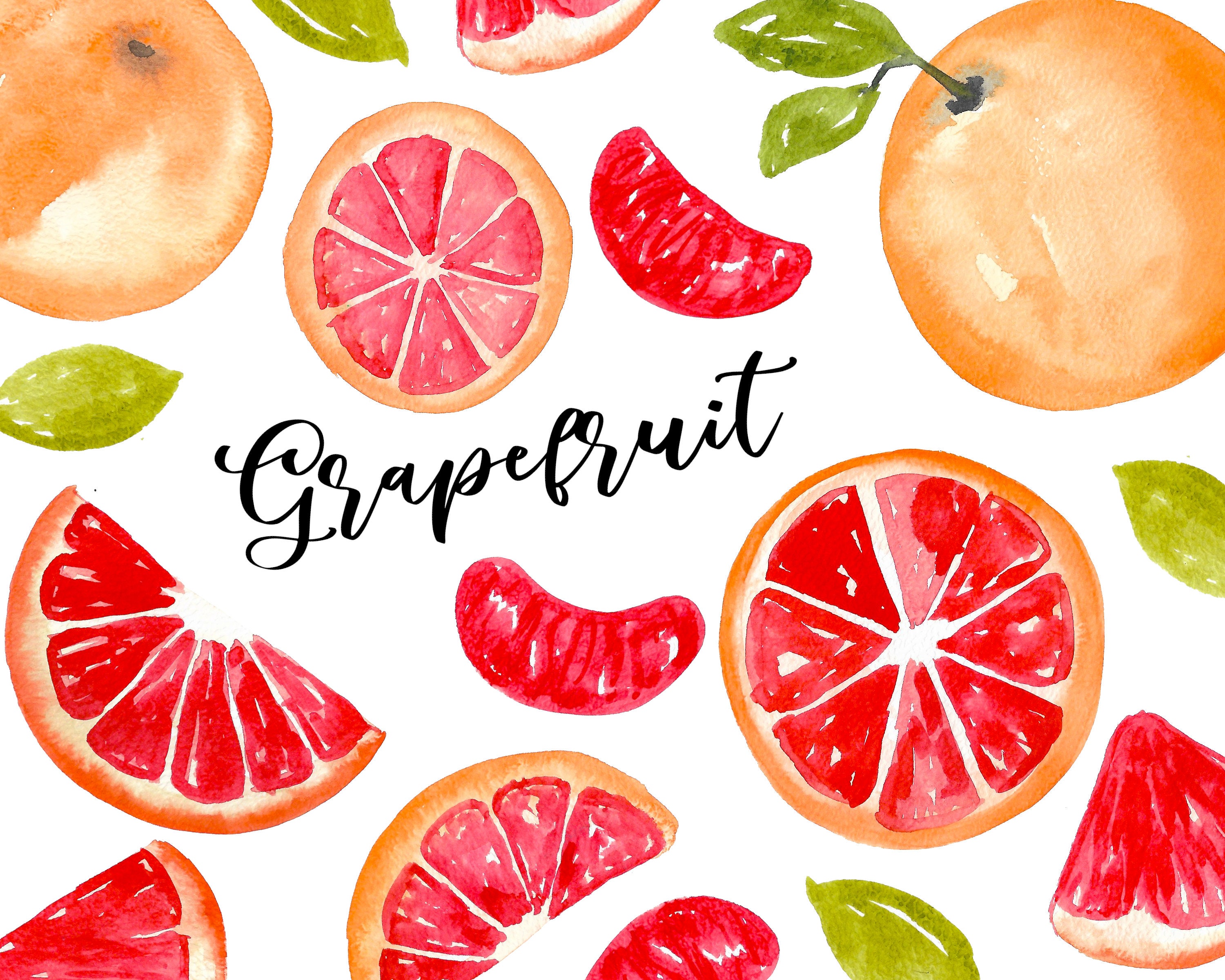 Grapefruit Watercolor Handpainted Digital Clipart Citrus Etsy España