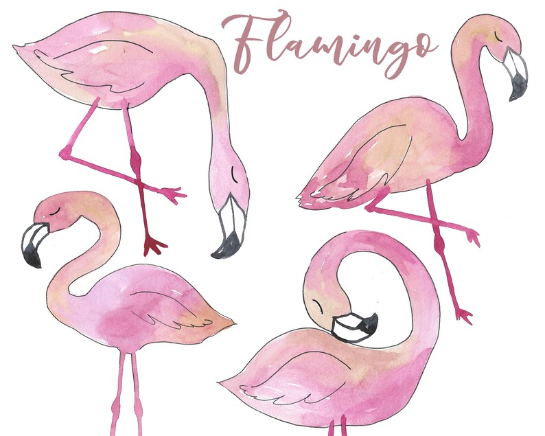 Download Flamingo Watercolor Handpainted Animals Print Digital Clipart Bird Tropical Cards Download Free Commercial Use Png Clip Art Art Collectibles Kromasol Com