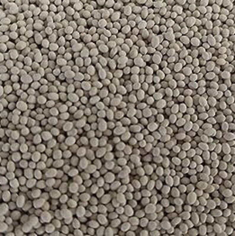 Crimson Red Clover Cover Crop Deer Forage Hay Sheep Goats Etsy