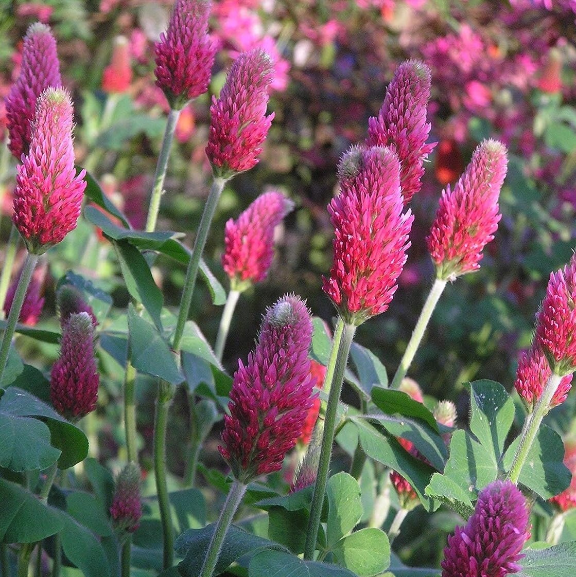Crimson Red Clover Cover Crop Deer Forage Hay Sheep Goats Etsy