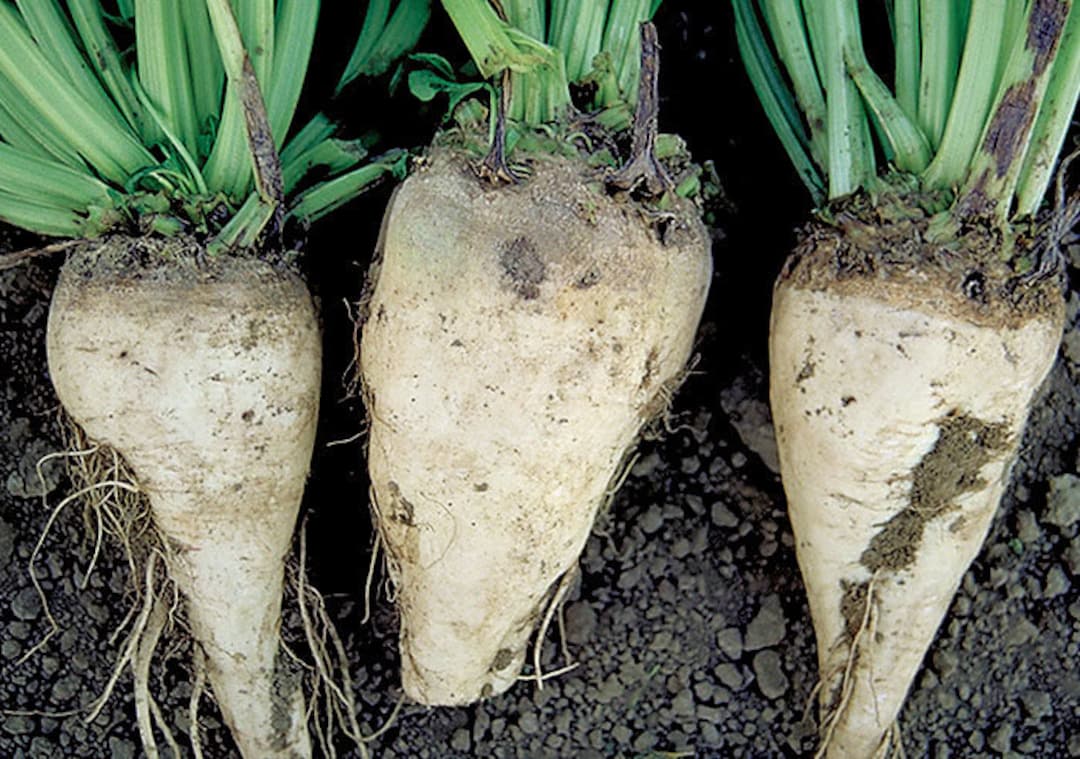 Sugar Beet Food Plot