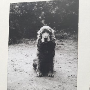 Dog photos dogphotos 6 pcs mixed lot, DIY assemblage collage, junk journal