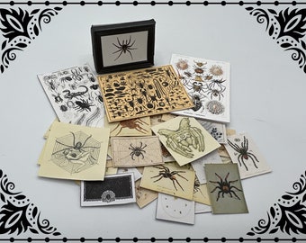 Spider Paper Set 1/12 Dollhouse Miniature Printable Digital Download