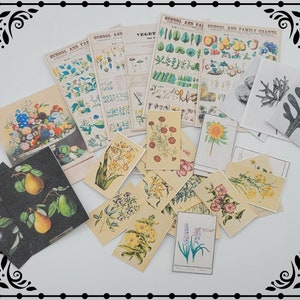 Op de afbeelding: Een assortiment vintage botanische illustraties met verschillende bloemen, vruchten en bladeren. De illustraties zijn gedrukt op papier en hebben een vervaagde, antieke uitstraling. De illustraties zijn perfect voor scrapbooking, kaart maken of andere knutselprojecten.