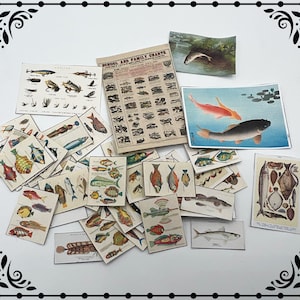 May include: A collection of vintage fish illustrations on cards. The cards feature various species of fish, including carp, trout, and bass. Some cards have text that reads "School and Family Charts".