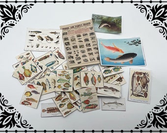 Fisk och fiske Iktyologi Set 1/12 Dockhus Miniatyr Utskrivbar Digital Nedladdning