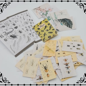 Entomologie Papier Set 1:12 Puppenhaus Miniatur druckbare digitaler Download
