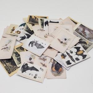 Bat Paper Set 1/12 Dollhouse Printable Digital Download image 2