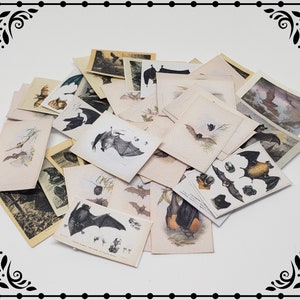 Bat Paper Set 1/12 Dollhouse Printable Digital Download image 1
