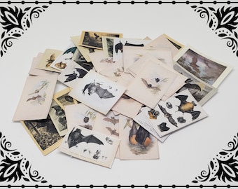 Bat Paper Set 1/12 Dollhouse Printable Digital Download
