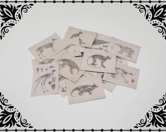 Animal Skeleton Illustrations 1/12 Dollhouse Miniature Printable Digital Download