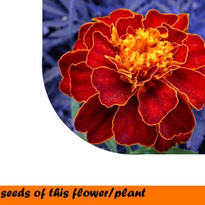 French Marigold Red Brocade 0,4.g