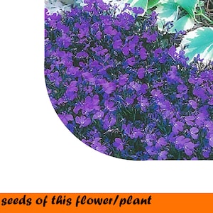 Lobelia Blue Carpet 0,1.g