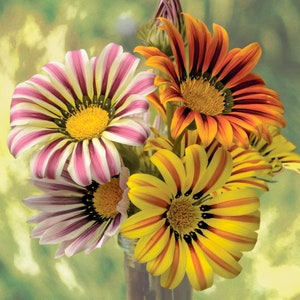 Gazania Sunshine Hybrids mix 0,2.g.