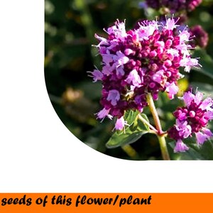 Origanum vulgare 0,2g.