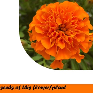 African Marigold Bonita mix 0.5g.