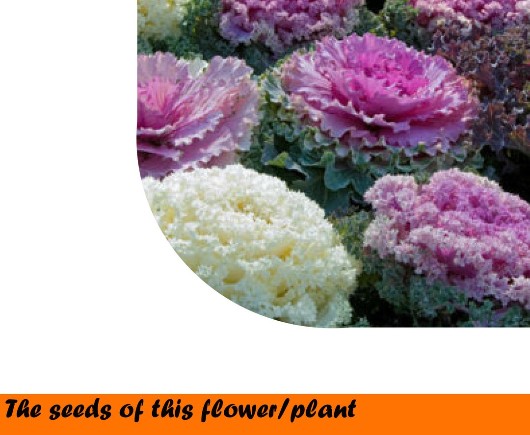 Brassica Oleracea L.acepgala DC. Crispa Hort 0,3g. Etsy UK