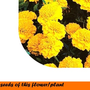 French Marigold Lemon Drop 0,4.g