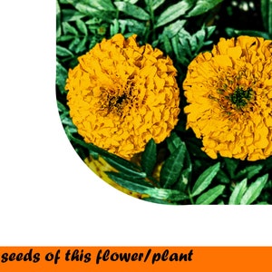 African Marigold Valencia 1g. ~350 seeds