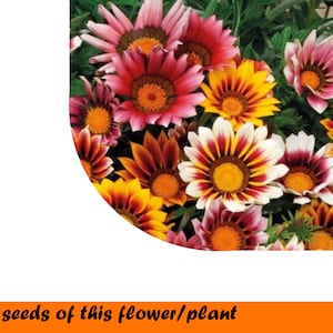 Gazania Sunshine Hybrids Mix 0.2 g.