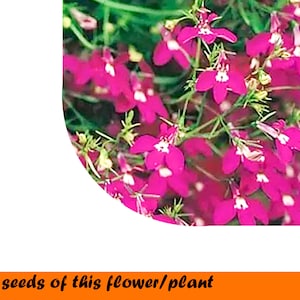 Lobelia Rosamond 0,1.g  ~3000 Seeds