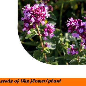 Oregano Origanum vulgare L. 02 g
