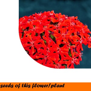 Maltese Cross - Lychnis Chalcedonica 0,3g. ~500 seeds