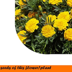 French marigold Boy Golden 0.2g