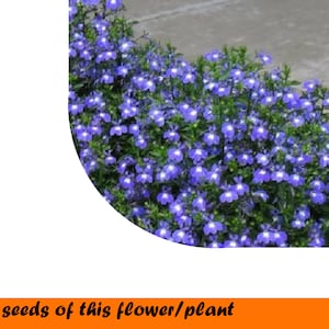 Lobelia Cascade Blue with Eye 0,1 g.