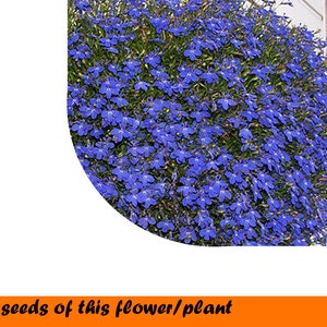 Lobelia Erinus Crystal Place 0,1 g.