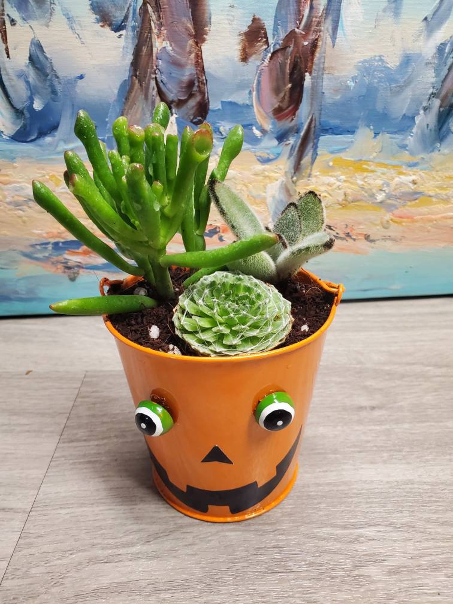 Mini Jack O Lantern Succulents Mini Jack O Lantern Succulents